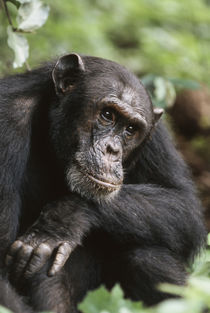 Tanzania, Gombe Stream National Park, Male chimpanzee. by Danita Delimont