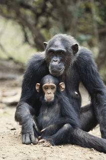 Tanzania, Gombe Stream National Park, Mother Chimp and her c... von Danita Delimont