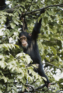 Tanzania, Gombe Stream National Park, Young Chimpanzee hangi... by Danita Delimont