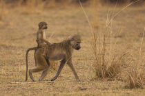 Chacma baboons, South Luangwa National Park, Zambia. by Danita Delimont