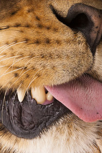 Sedated lion, South Luangwa National Park, Zambia. by Danita Delimont