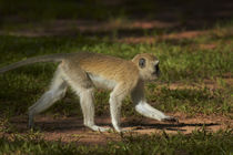 Vervet monkey, Victoria Falls, Zimbabwe, Africa by Danita Delimont