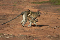 Vervet monkey and baby, Victoria Falls, Zimbabwe, Africa by Danita Delimont