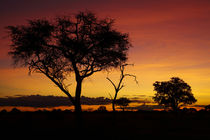 Sunset from Ngweshla Camp, Hwange National Park, Zimbabwe, Africa von Danita Delimont