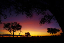 Sunset from Ngweshla Camp, Hwange National Park, Zimbabwe, Africa von Danita Delimont