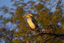 Southern Yellow-billed Hornbill, Hwange National Park, Zimba... von Danita Delimont
