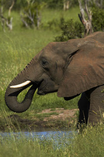 Elephant drinking, Hwange National Park, Zimbabwe, Africa von Danita Delimont