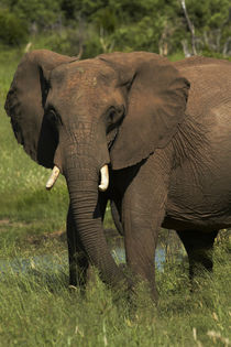 Elephant, Hwange National Park, Zimbabwe, Africa von Danita Delimont