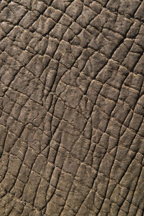 Elephant skin, Zimbabwe by Danita Delimont