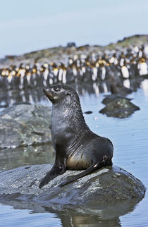 Kerguelen Fur Seal, Antarctic Fur Seal, Arctocephalus gazella von Danita Delimont
