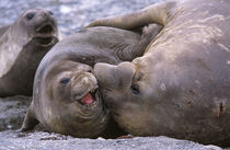 Southern Elephant Seal bull and cow mating, portrait, bull i... by Danita Delimont
