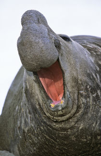 Southern Elephant Seal bull, portrait full face with threat ... von Danita Delimont