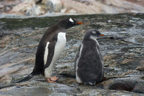 Petermann Island. Gentoo penguin parent and chick. by Danita Delimont