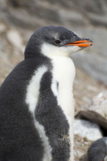 Neko Harbor. Gentoo Penguin colony. Gentoo Penguin chick. by Danita Delimont
