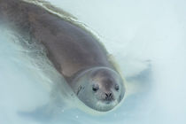 Argentine Islands. Crabeater seal stuck in the bowl of an iceberg. von Danita Delimont