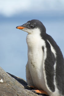 Neko Harbor. Gentoo Penguin colony. Penguin chick. von Danita Delimont