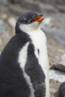 Neko Harbor. Gentoo Penguin colony. Gentoo Penguin chick. von Danita Delimont