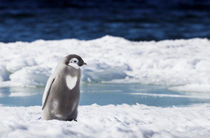 Cape Washington, Antarctica by Danita Delimont
