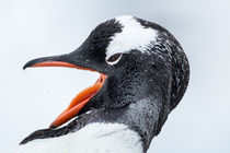 Gentoo Penguin, Cuverville Island, Antarctica by Danita Delimont