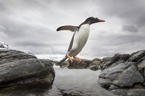 Leaping Gentoo Penguin, Cuverville Island, Antarctica von Danita Delimont