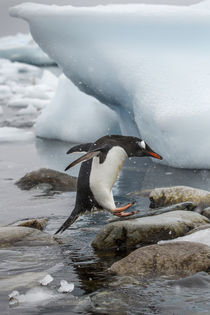 Gentoo Penguin, Cuverville Island, Antarctica von Danita Delimont