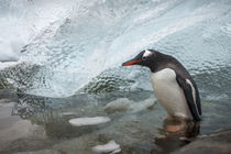 Gentoo Penguin, Cuverville Island, Antarctica von Danita Delimont