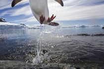 Leaping Gentoo Penguin, Antarctica by Danita Delimont
