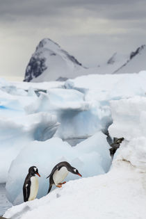 Gentoo Penguins, Cuverville Island, Antarctica von Danita Delimont