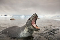Leopard Seal Hunting, Antarctica von Danita Delimont
