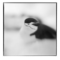 Chinstrap Penguin, Antarctica von Danita Delimont