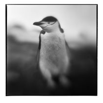 Chinstrap Penguins, Antarctica by Danita Delimont