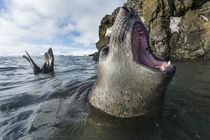Elephant Seal, Livingstone Island, Antarctica von Danita Delimont