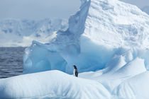 Gentoo Penguin on Iceberg, Antarctica by Danita Delimont
