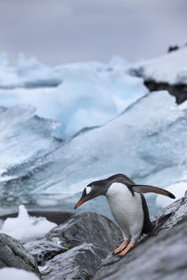 Antarctica, Gentoo Penguins . by Danita Delimont