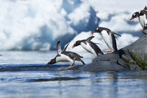 Antarctica, Gentoo Penguins . by Danita Delimont