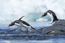 Gentoo Penguins, Petermann Island, Antarctica by Danita Delimont