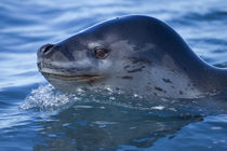 Leopard Seal, Deception Island, Antarctica by Danita Delimont