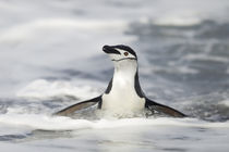 Chinsrtap Penguin, Deception Island, Antarctica by Danita Delimont