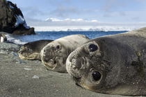 Elephant Seal Pups, Antarctica von Danita Delimont