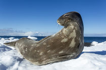 Weddell Seal, Deception Island, Antarctica von Danita Delimont