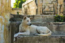 Mandalay. Mingun. Local dog rests in the shade. by Danita Delimont
