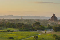 Bagan. Horse carts and a herd of cattle walk the roads at sunset. von Danita Delimont