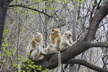 Qinling Mountains, Golden Monkey group in tree by Danita Delimont