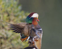 Beijing China, Male Mandarin Duck flapping wings by Danita Delimont