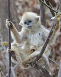 Qinling, China, Golden monkey youngster in tree by Danita Delimont