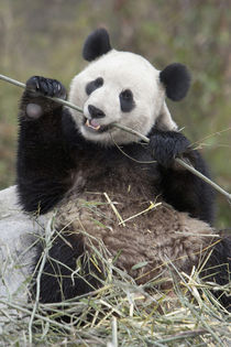 Wolong Reserve, China, Giant panda eating bamboo by Danita Delimont
