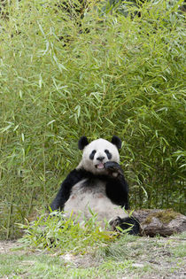 Wolong Reserve, China, Giant panda eating bamboo von Danita Delimont