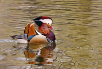 Beijing, China, Male mandarin duck swimming in pond von Danita Delimont