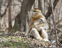 Qinling Mountains, Female Golden Monkey with youngster von Danita Delimont