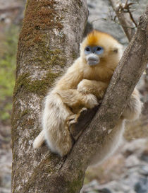 Qinling Mountains, China, female Golden monkey in tree by Danita Delimont